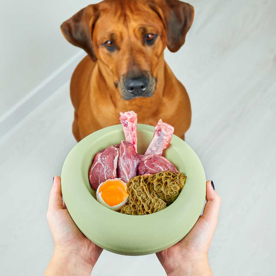 Homemade Dog Food_ A Healthier Alternative