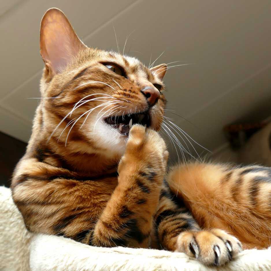 How Much Does a Bengal Cat Cost in India