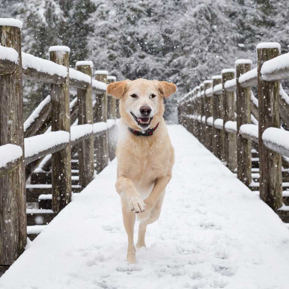 How to Keep Your Dog Safe This Winter Season