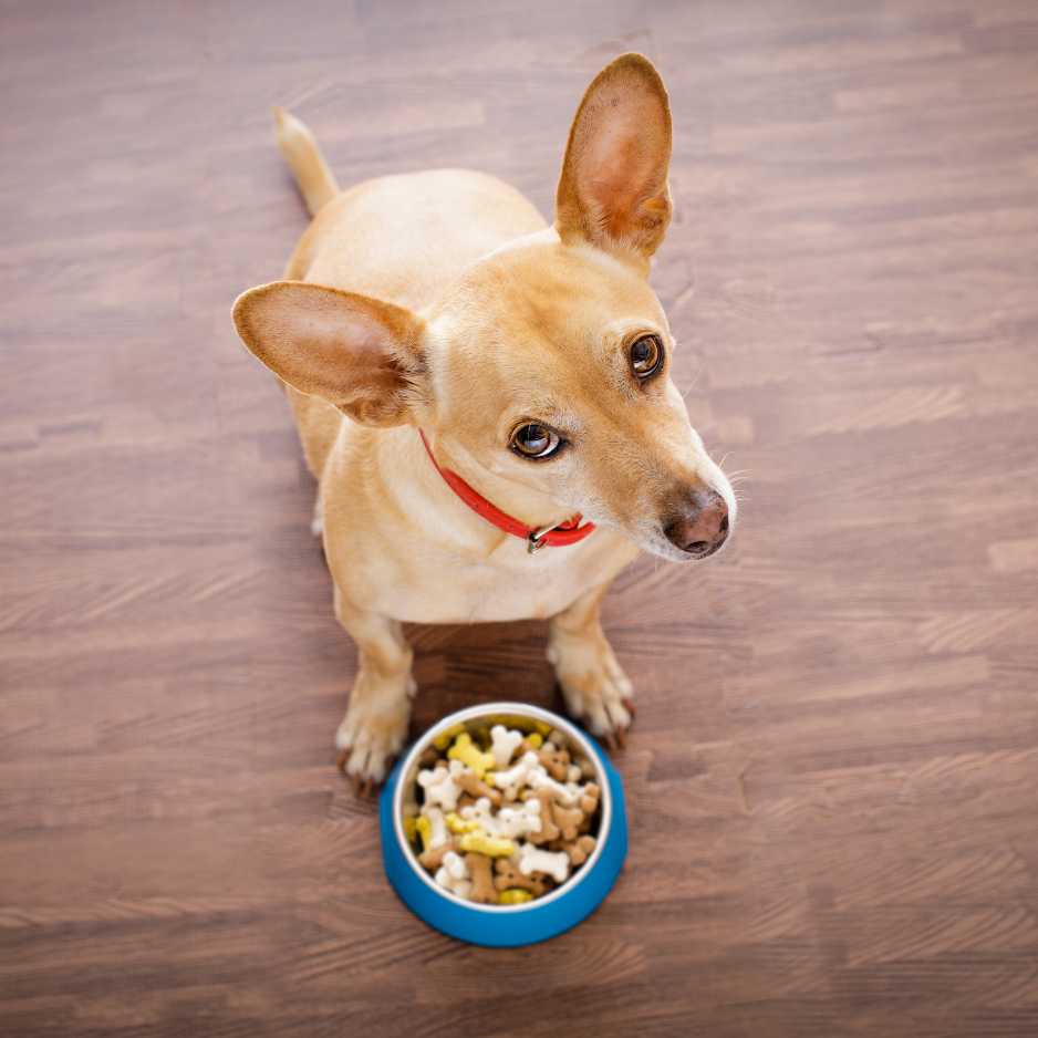 How to Transition Your Dog to Healthier Food