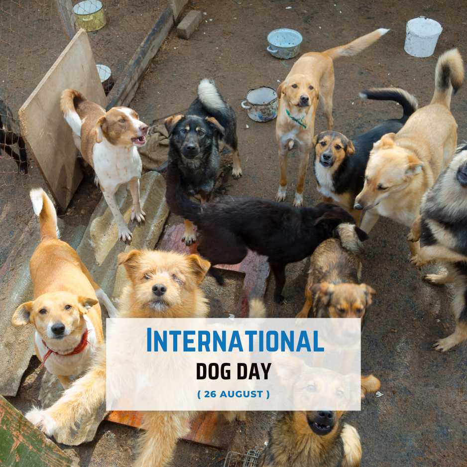 International Dog Day