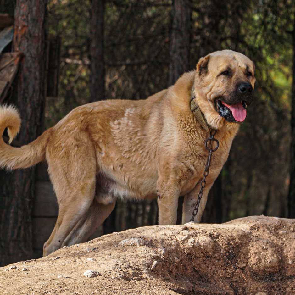 Kangal