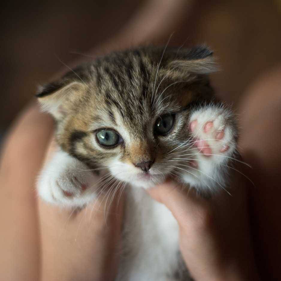 Kitten Behavioral Training