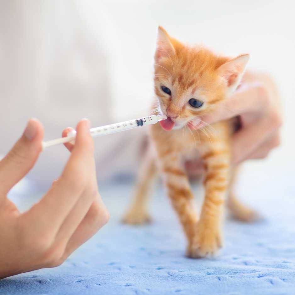 Kitten Health and Veterinary Care