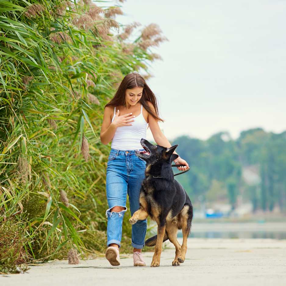 Leash Training - How to Walk Your Dog Without Pulling