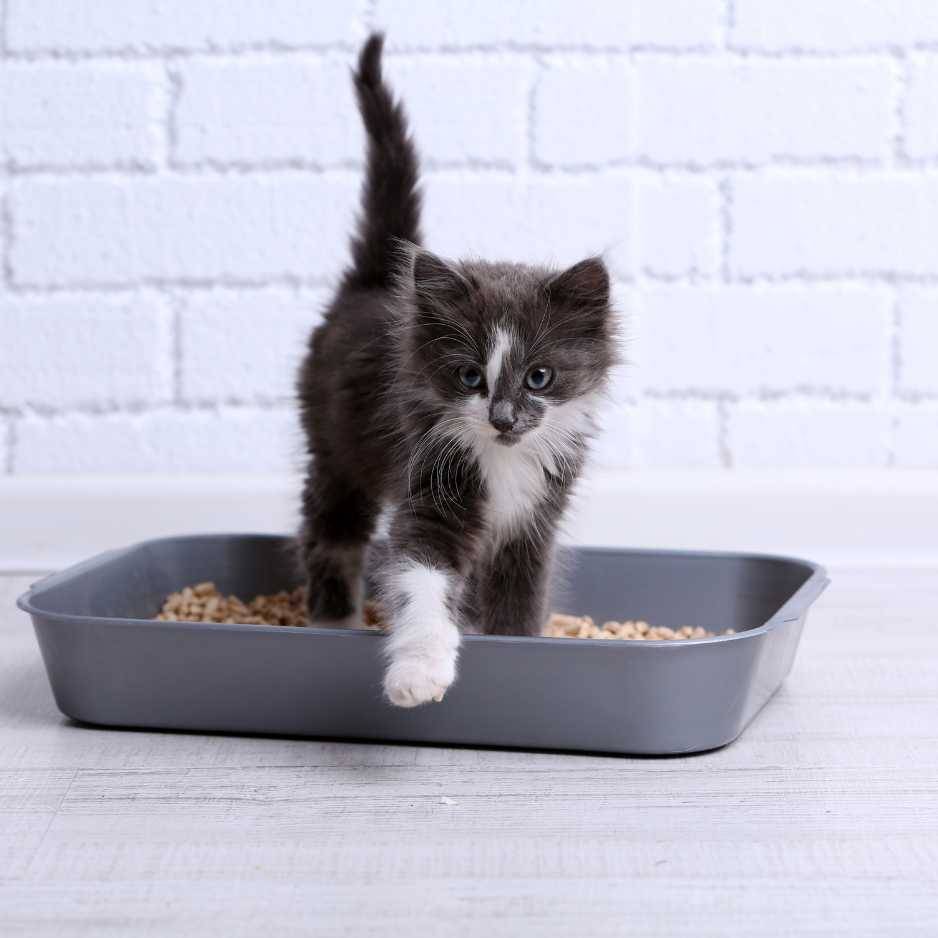 Litter Training Your Kitten