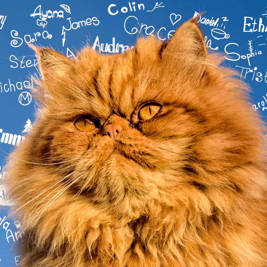 Persian Cat Names