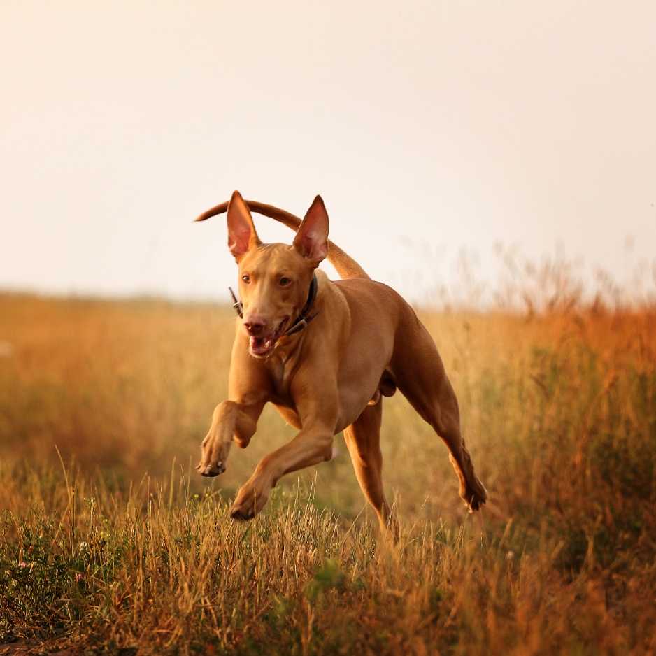 Pharaoh Hound