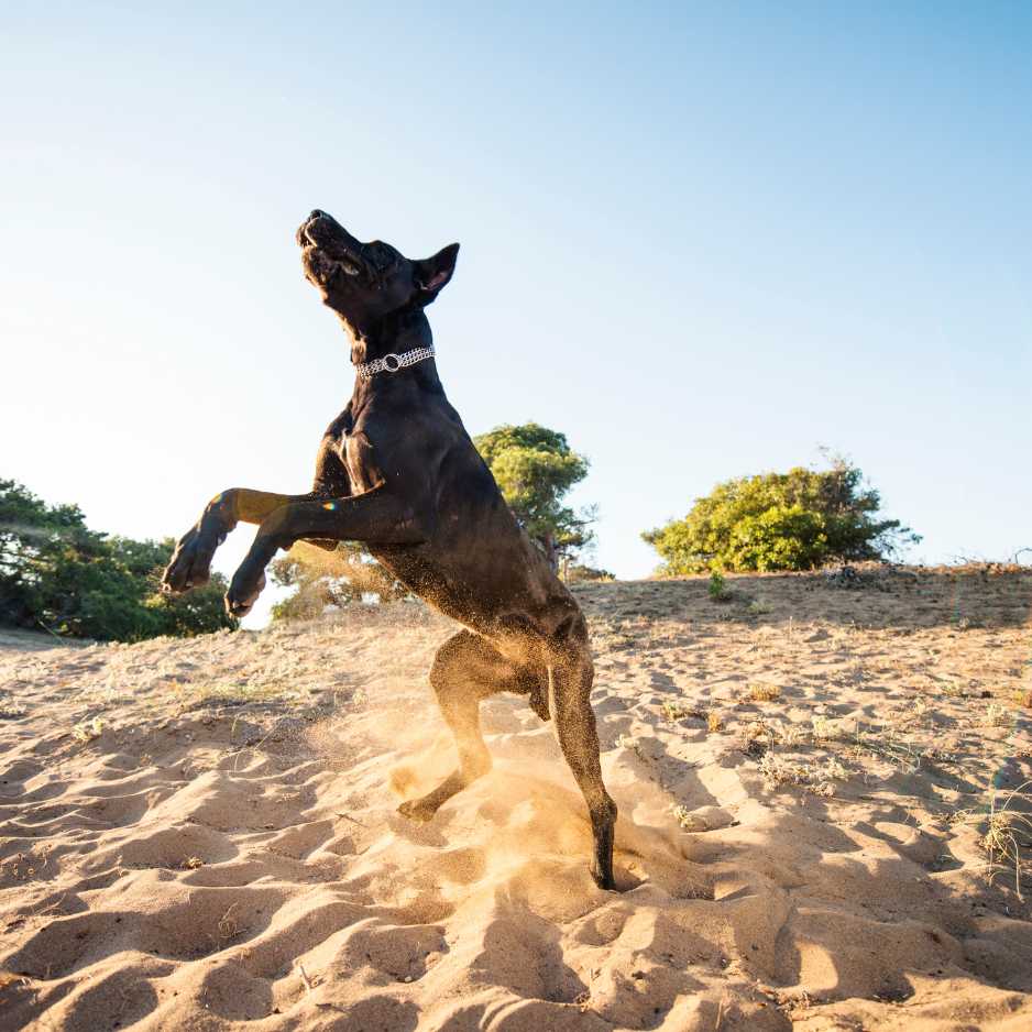 Physical Characteristics of Great Danes