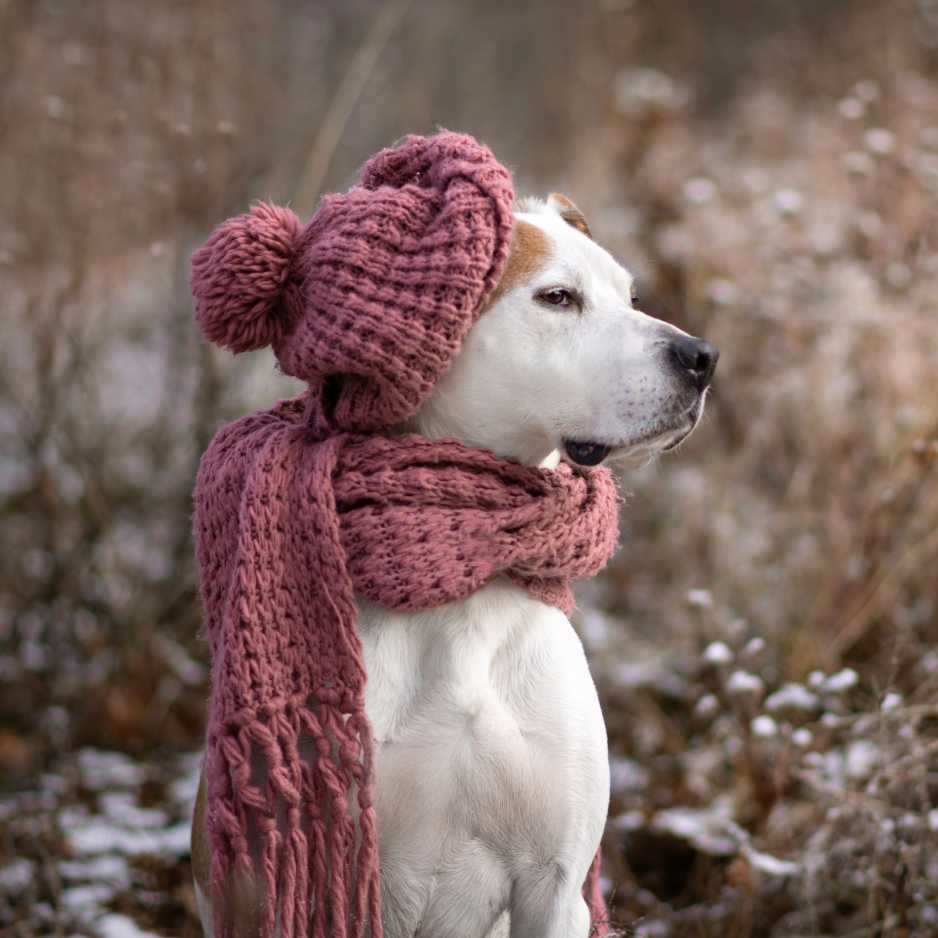 Proper Winter Gear for Dogs