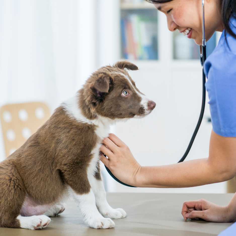 Puppy Health and Veterinary Care