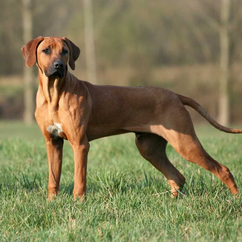 Rhodesian Ridgeback