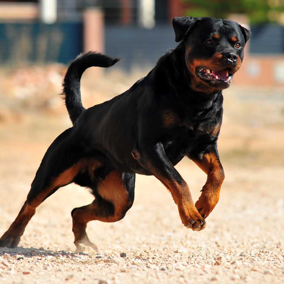 Rottweiler