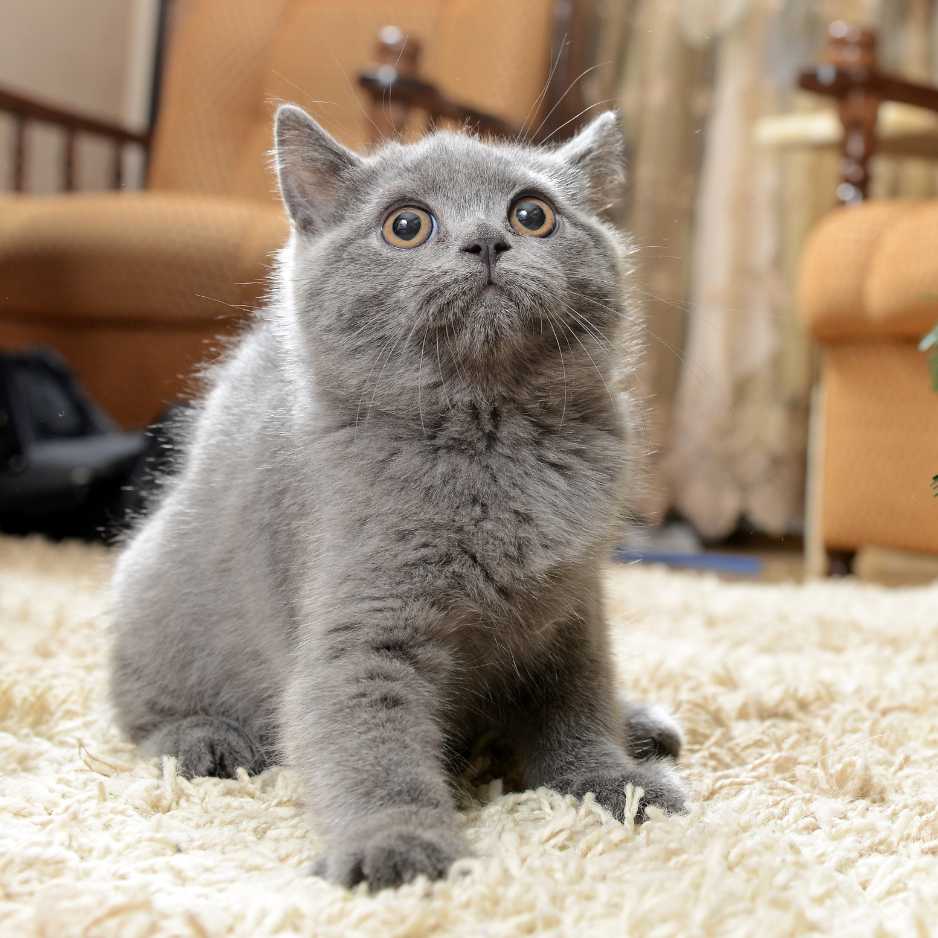 Russian Blue