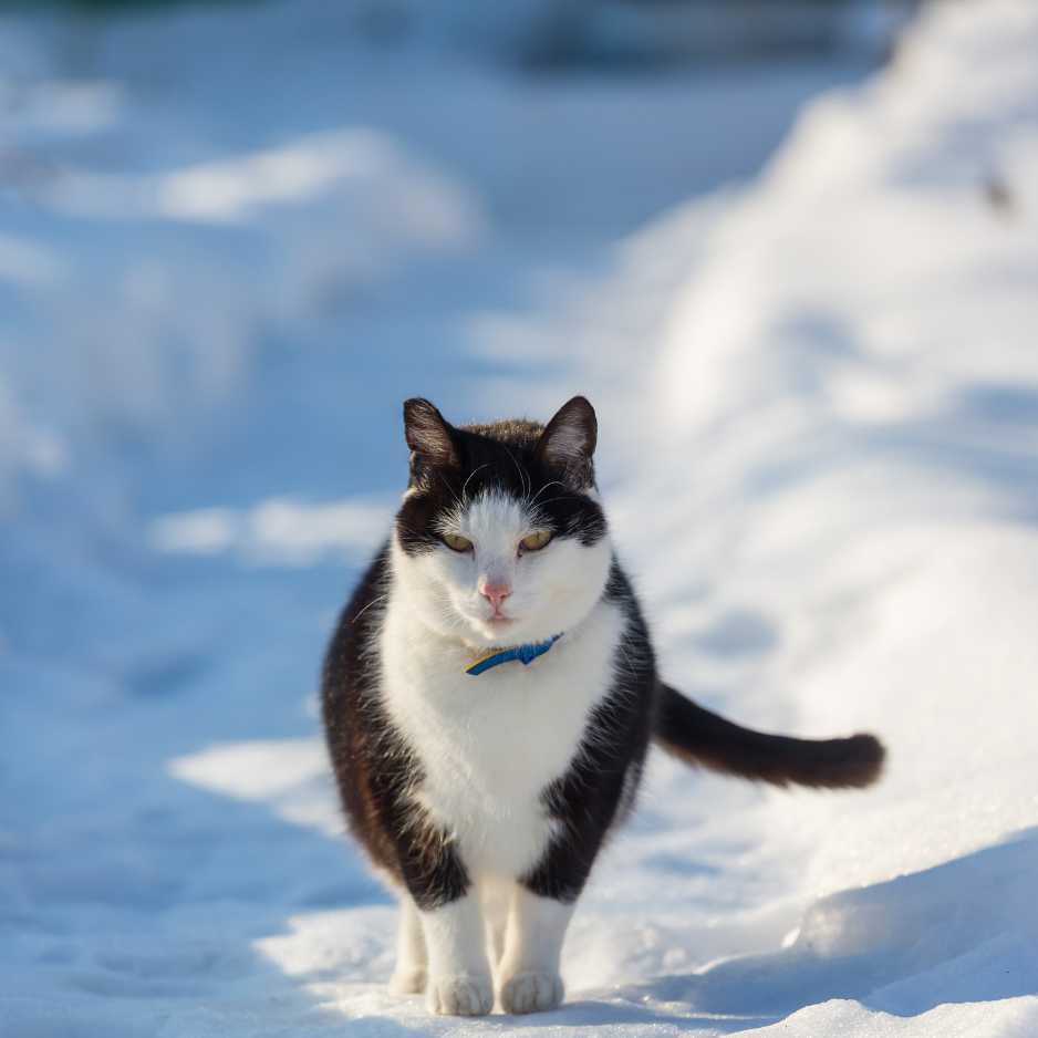 Safety Tips for Outdoor Cats in Winter