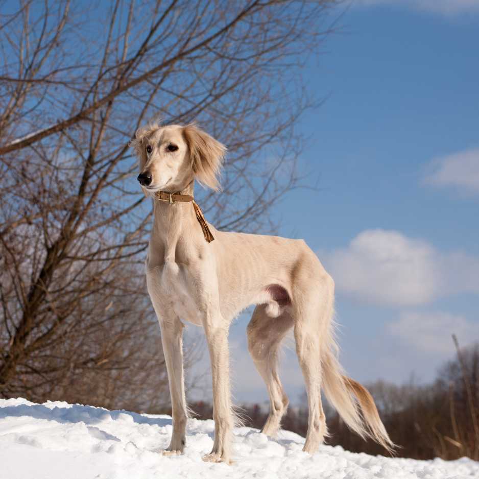 Saluki