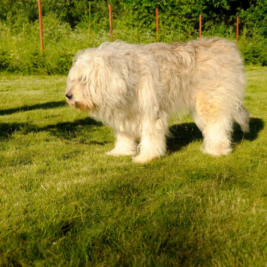 South Russian Shepherd Dog