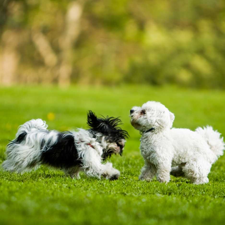 The 10 Best Dog Breeds for Apartment Living