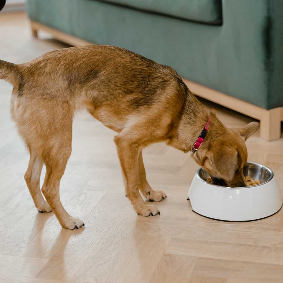 The Dangers of Feeding Cheap Dog Food