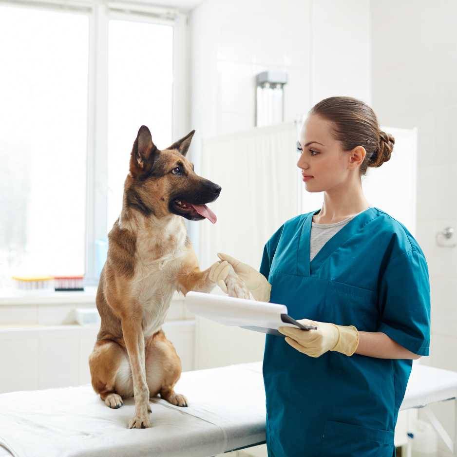 The Role of Regular Vet Checkups