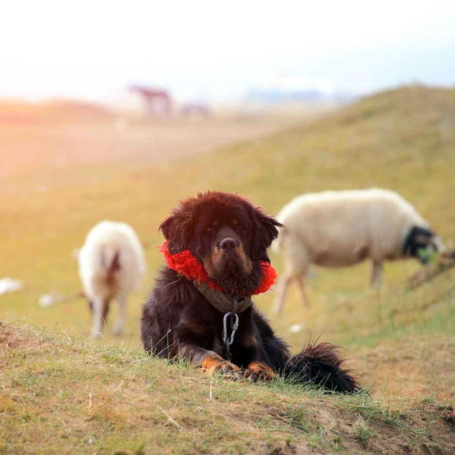 Tibetan Mastiff