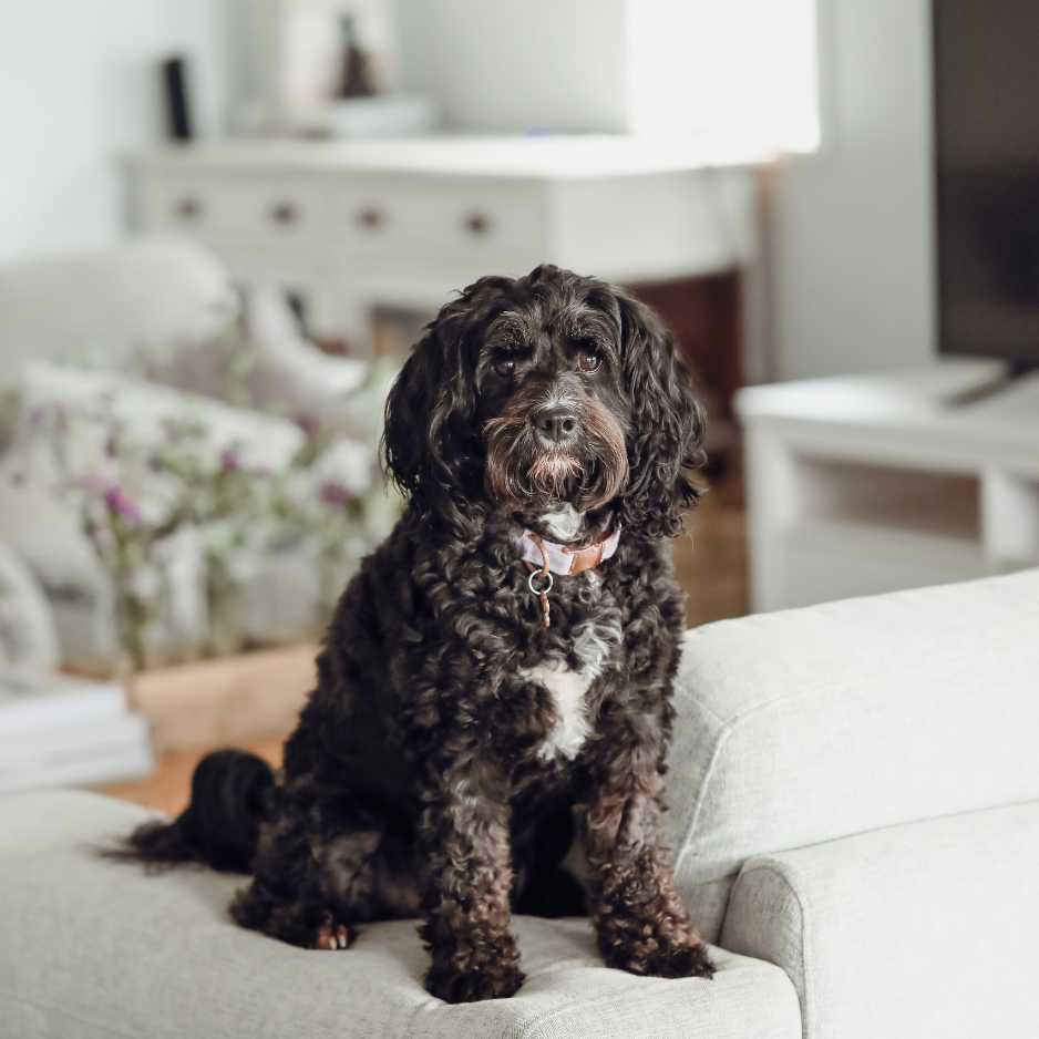 Top 10 Best Dog Breeds for Apartment Living