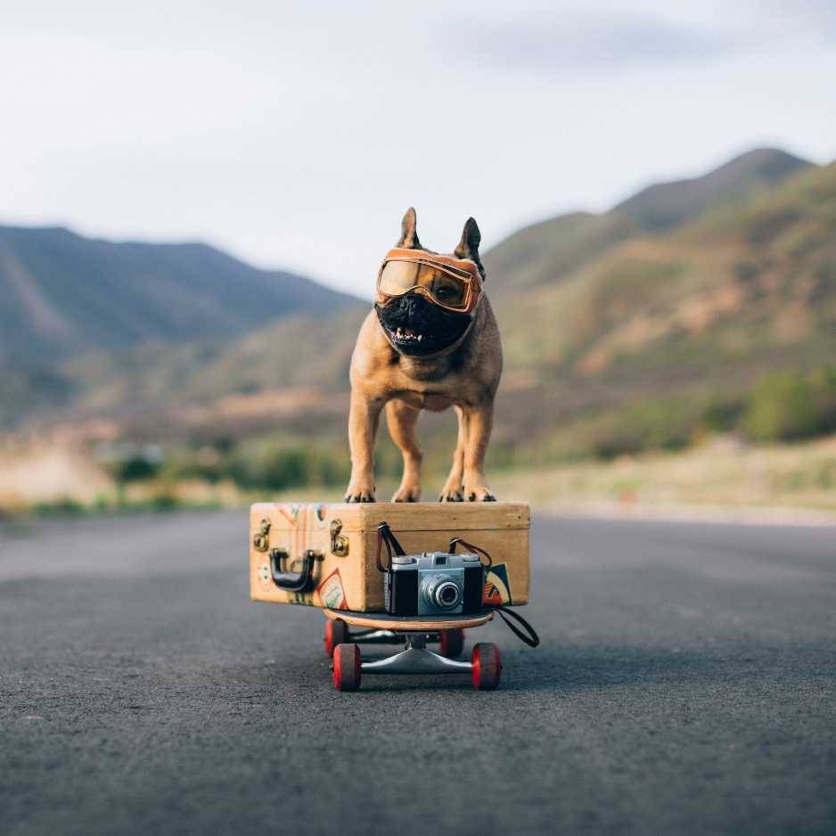 Training a Bulldog