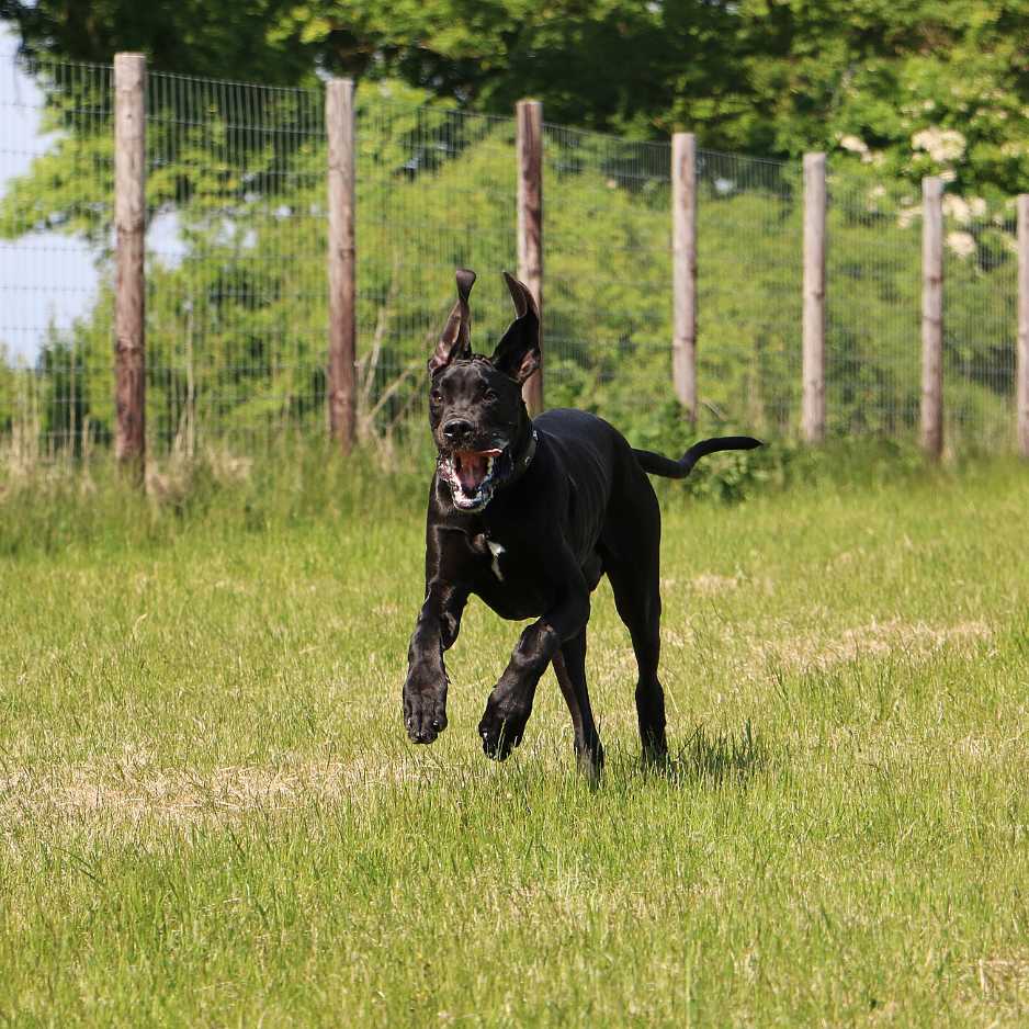 Training a Great Dane