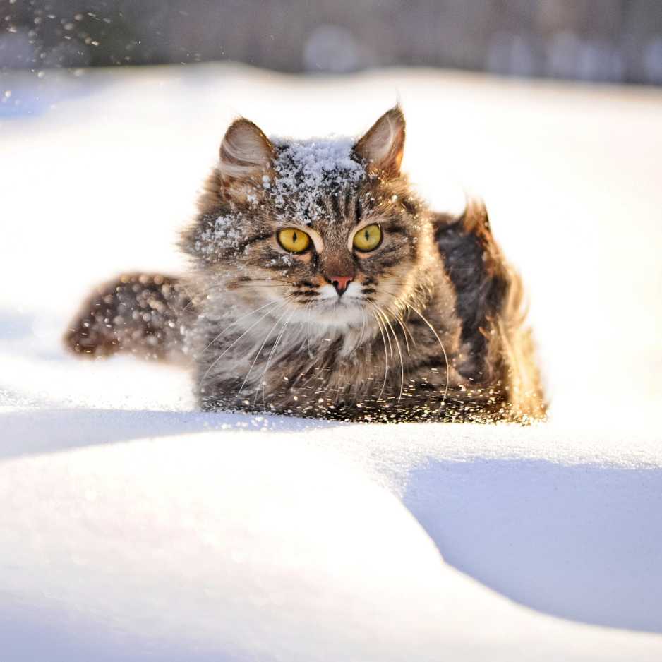 Understanding Winter Risks for Cats