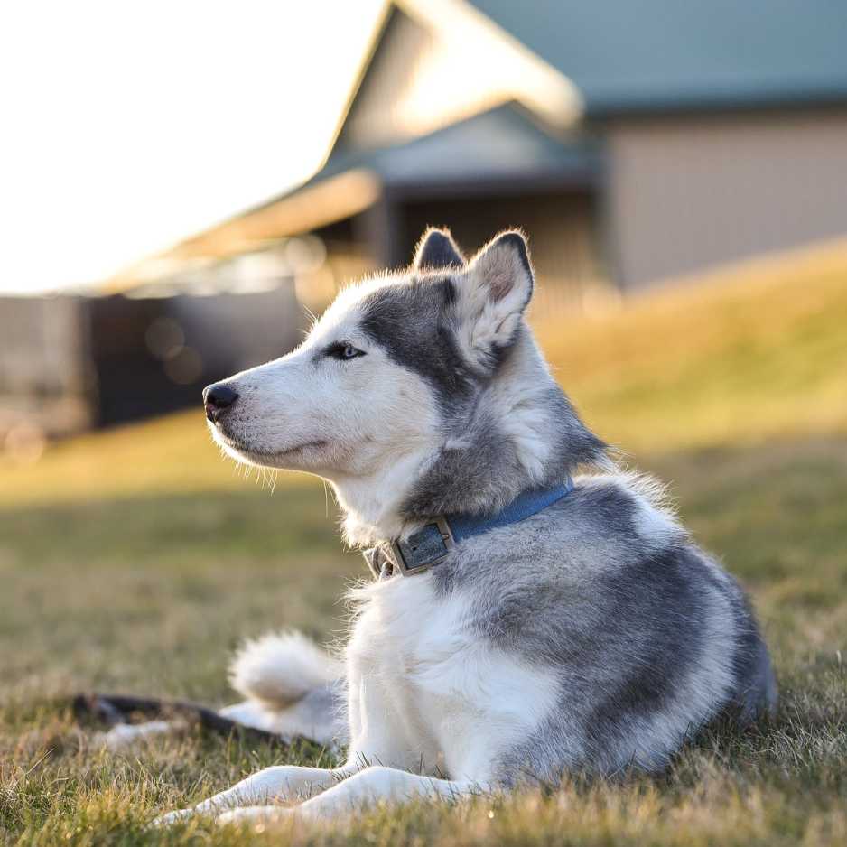 Understanding the Siberian Husky Breed