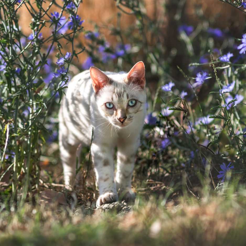 What Is a Bengal Cat