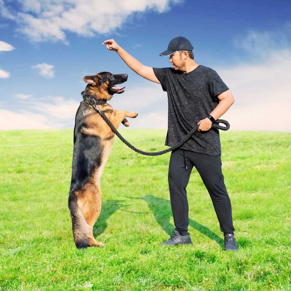 Why Dog Training is Important