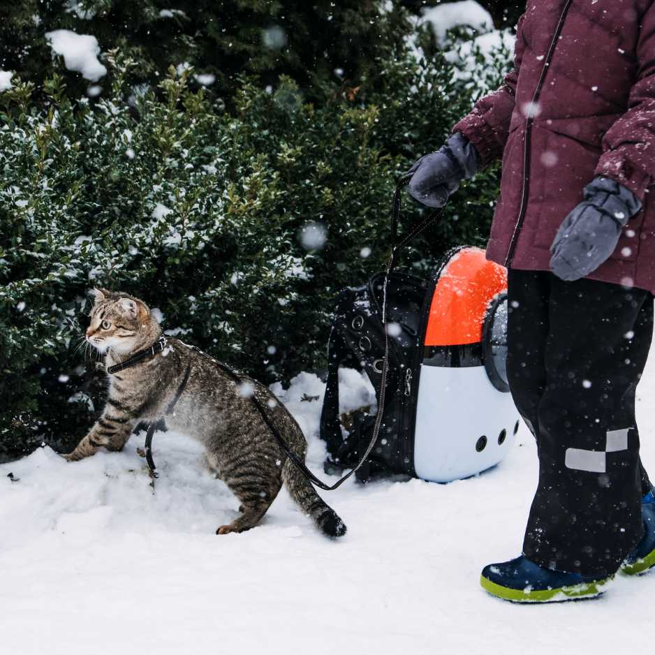 Winter Gear for Cats