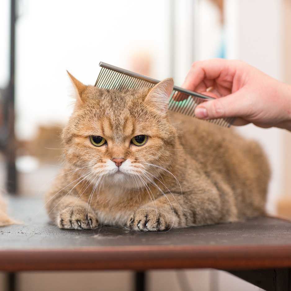 Winter Grooming Tips for Cats