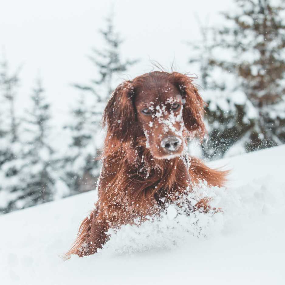 Winter Safety for Dogs_ Other Tips