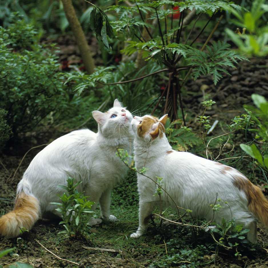 Turkish Van Cat 