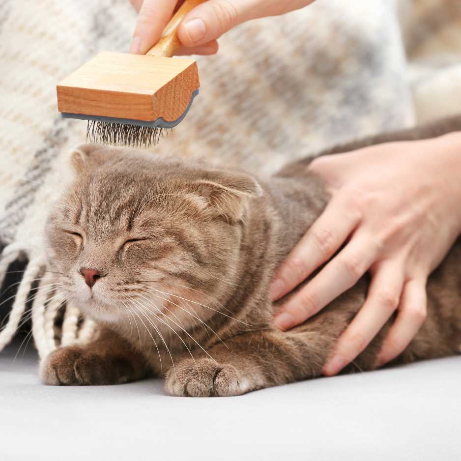 Aftercare_ Post-Haircut Tips for Your Cat