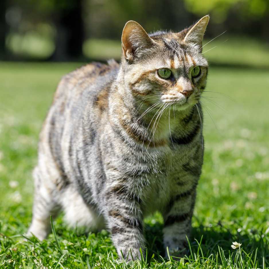 American Bobtail