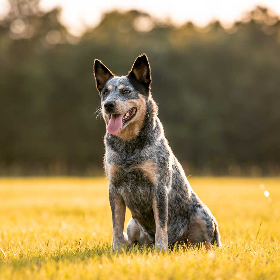 Australian Cattle Dog