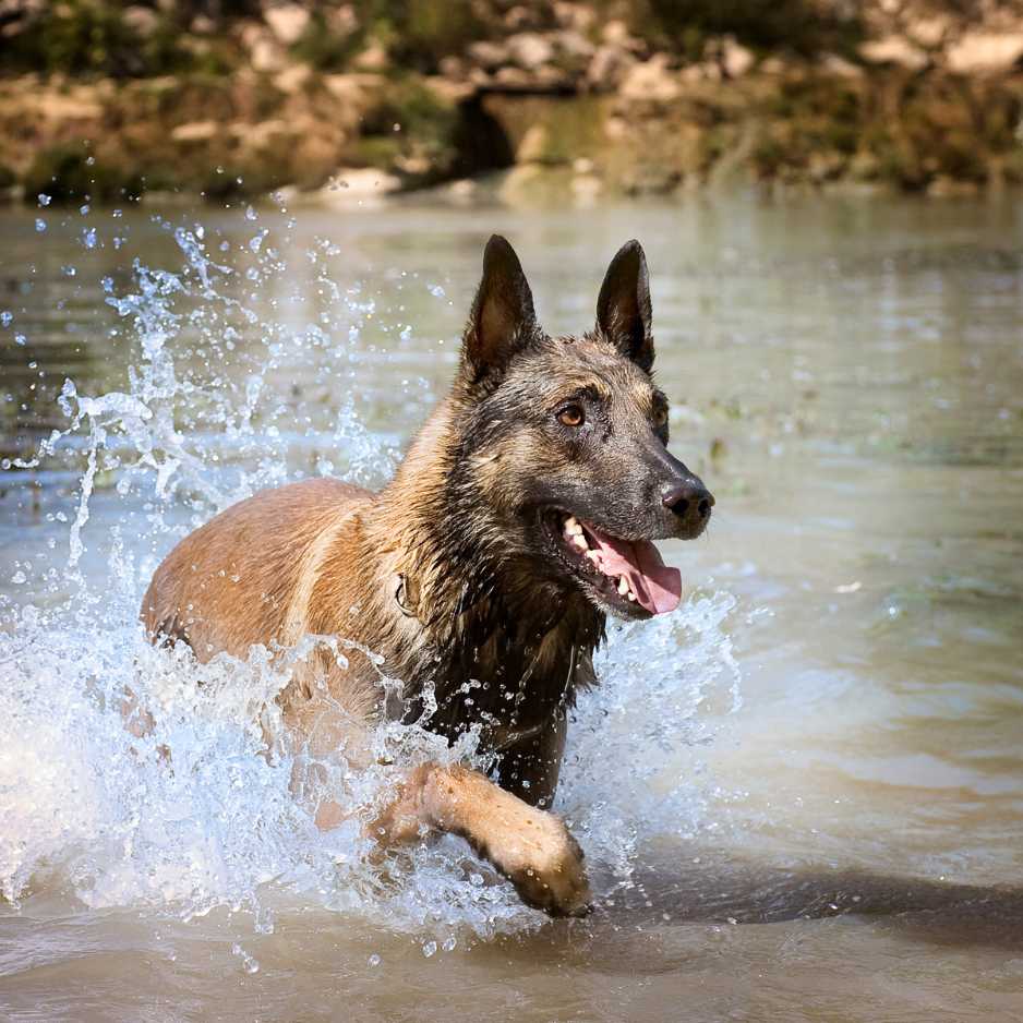 Belgian Malinois