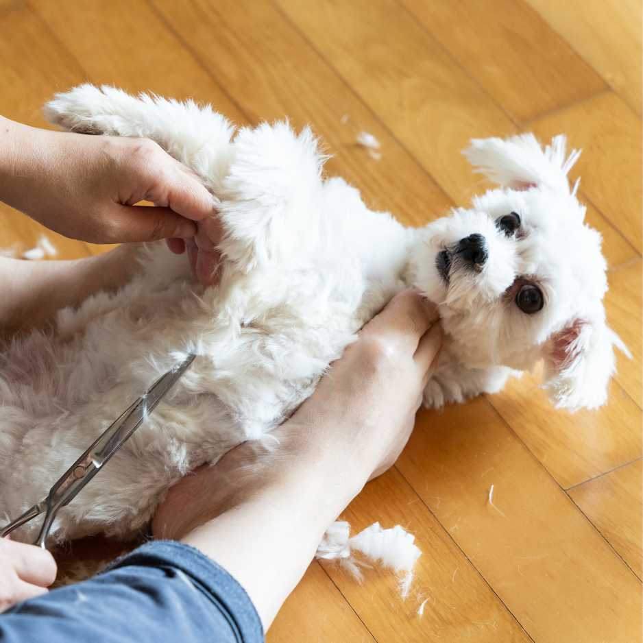 Benefits of Cutting Your Dog’s Hair at Home