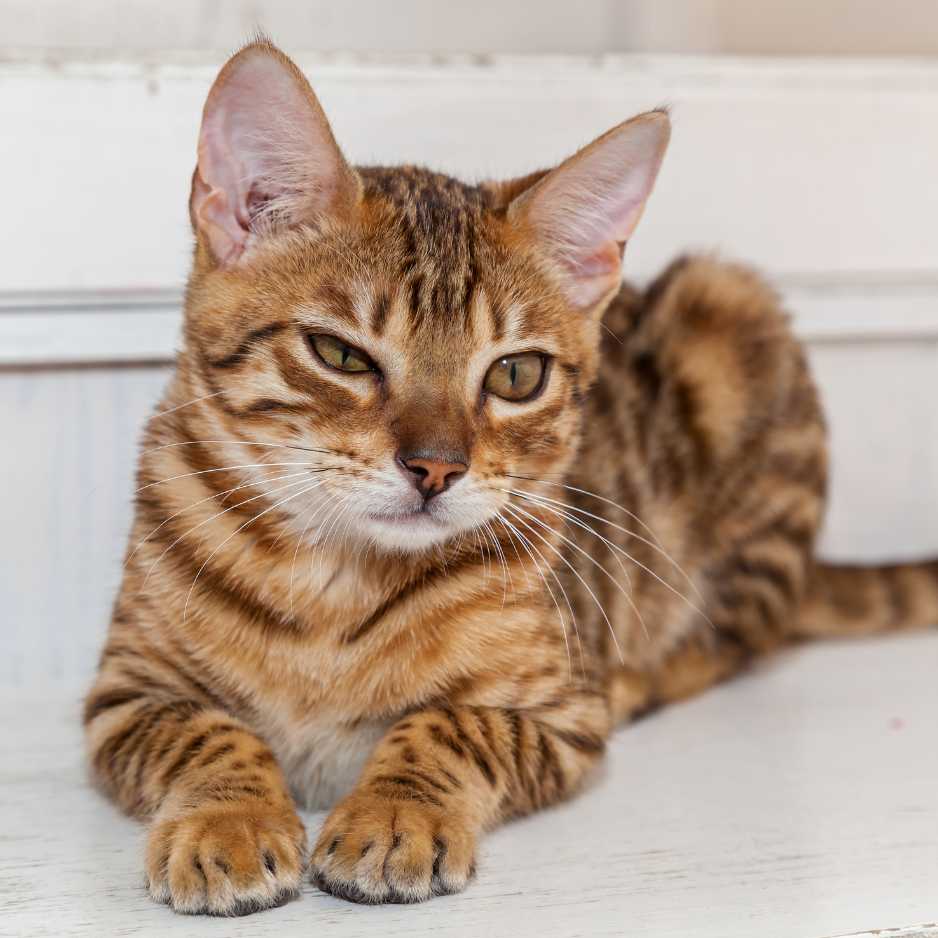 Bengal cat