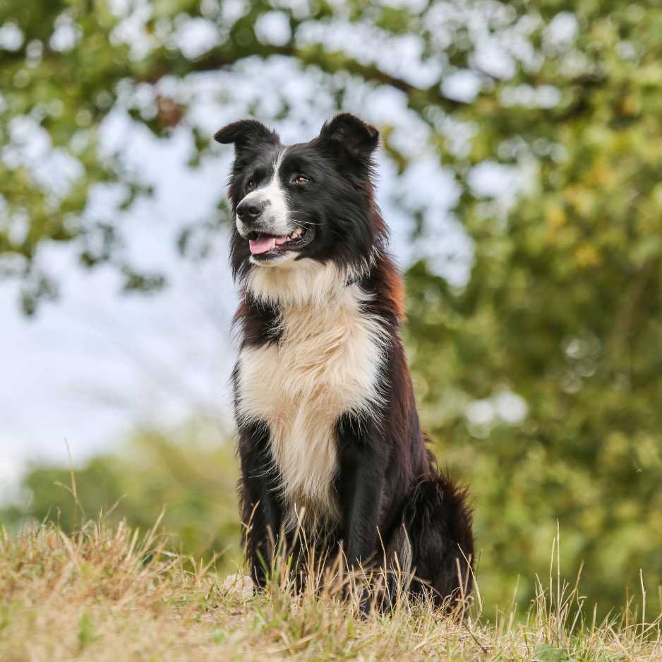 Border Collie