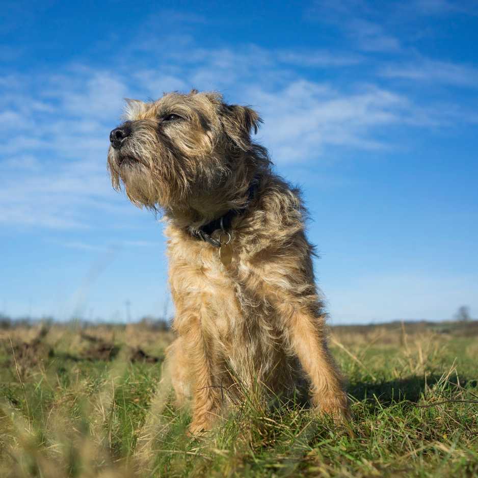 Border Terrier