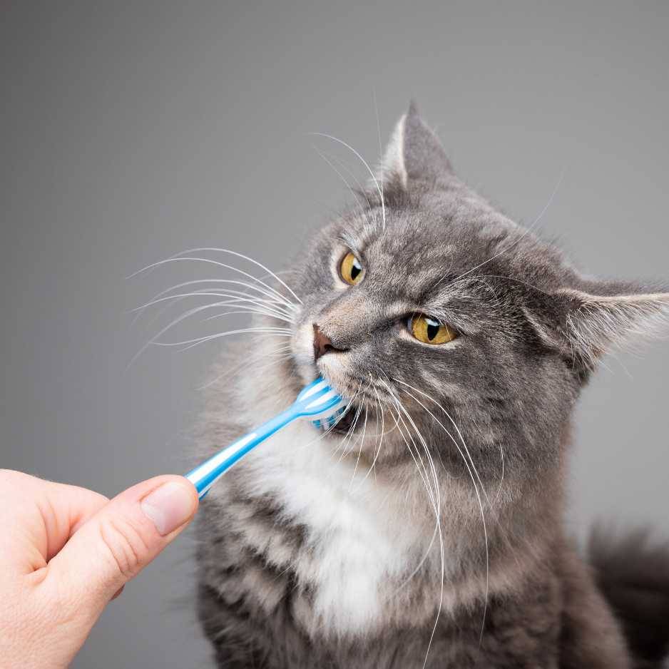 Brushing Cat Teeth