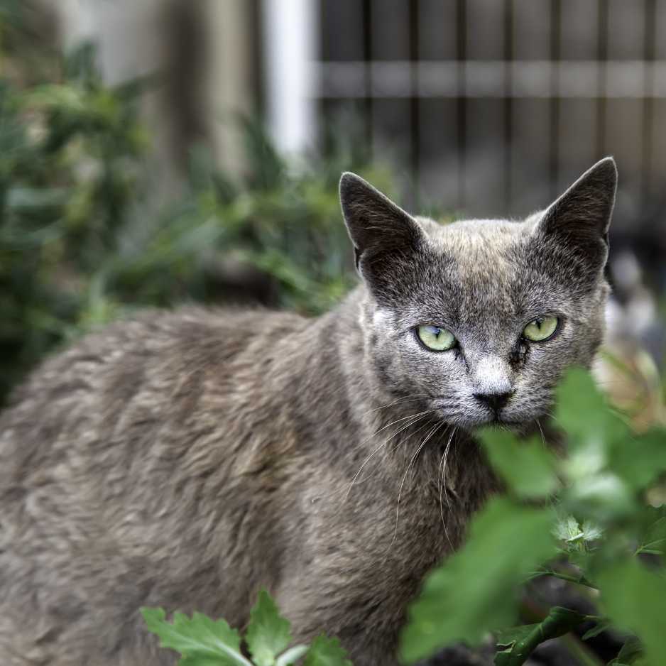 Burmese Cat