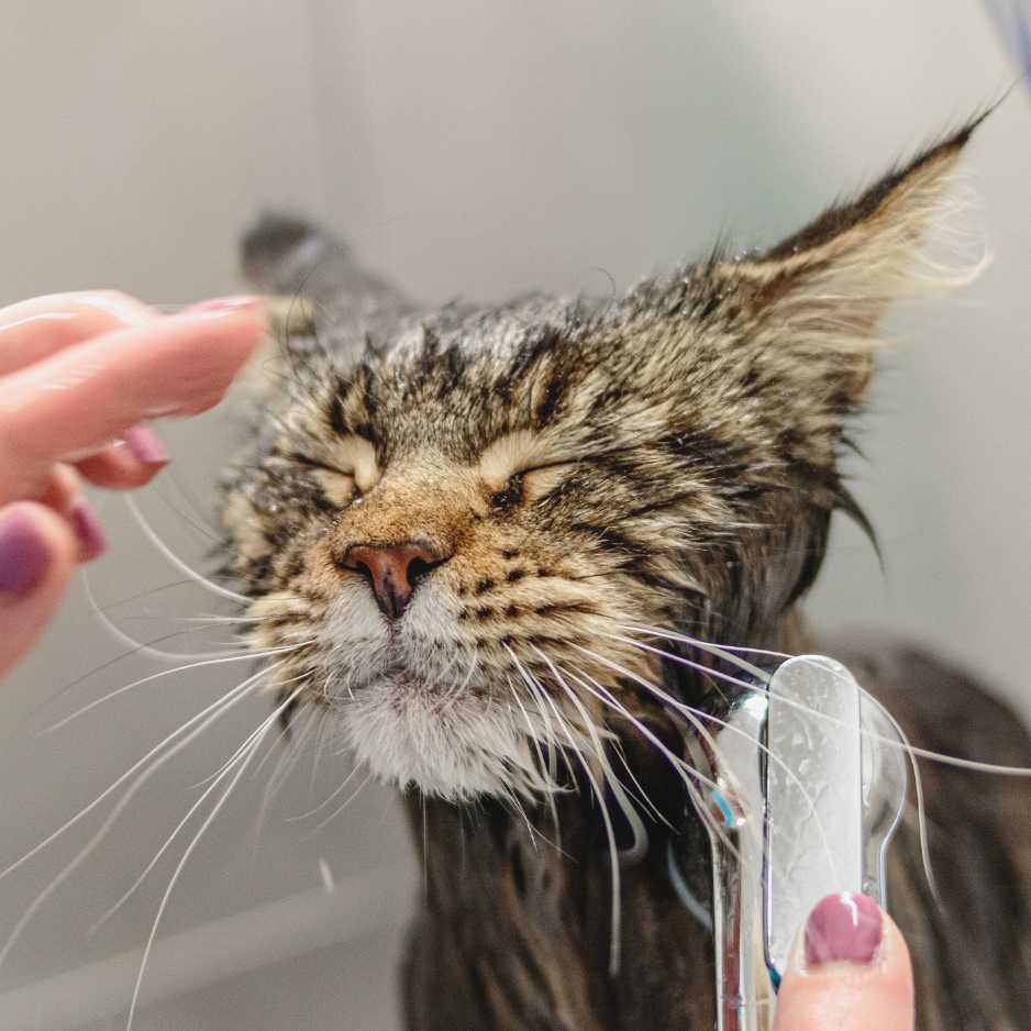 Cat Bathing