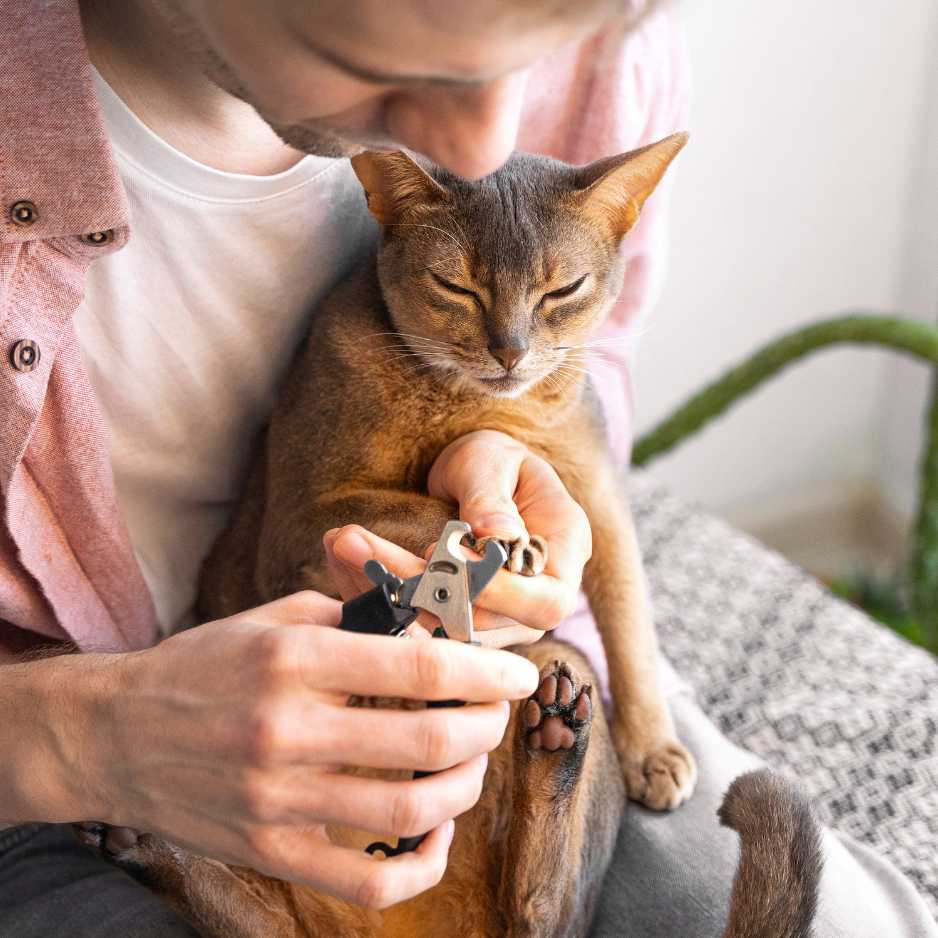 Cat Nail Trimming