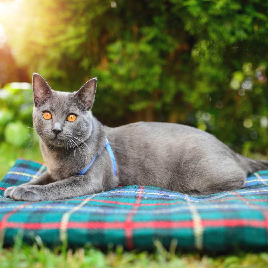 Chartreux Cat 