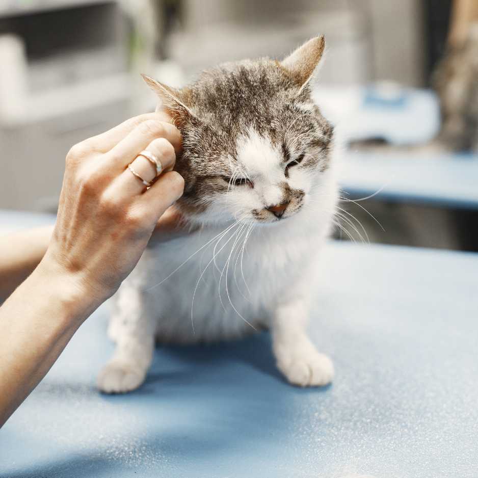 Cleaning Cat Ears and Eyes